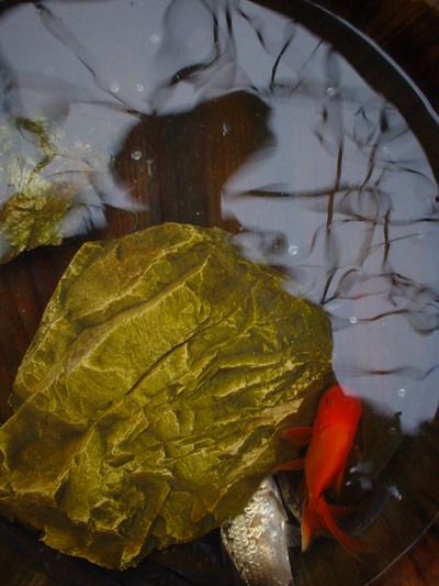 fish.JPG