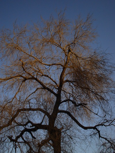 tree.JPG